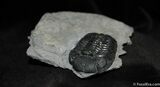 Inch Prone Silica Eldredgeops Trilobite #488-2
